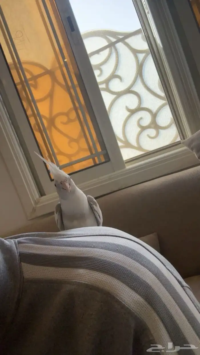 ببغاء كروان هولندي 1