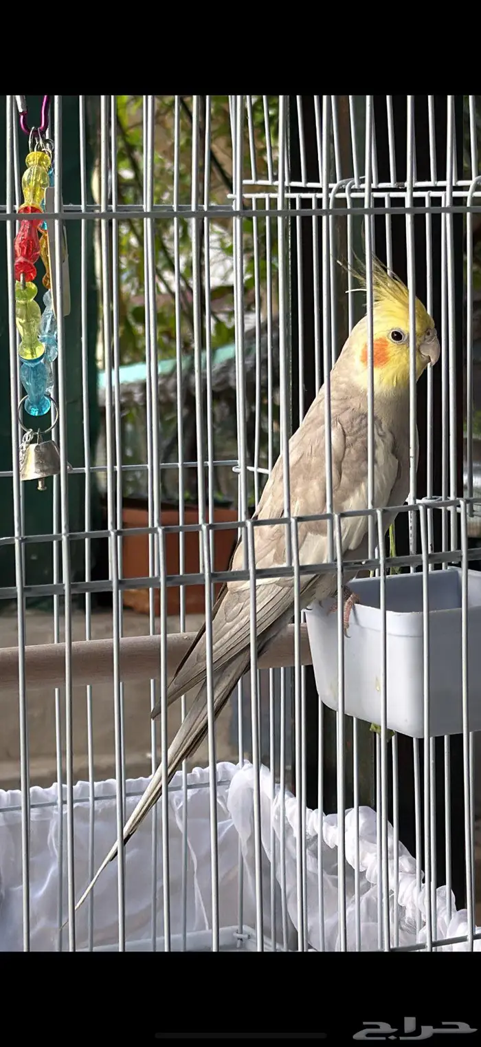 للبيع ذكر كروان تربيه اليف معه السلام عليكم وي وي بابا جا 1