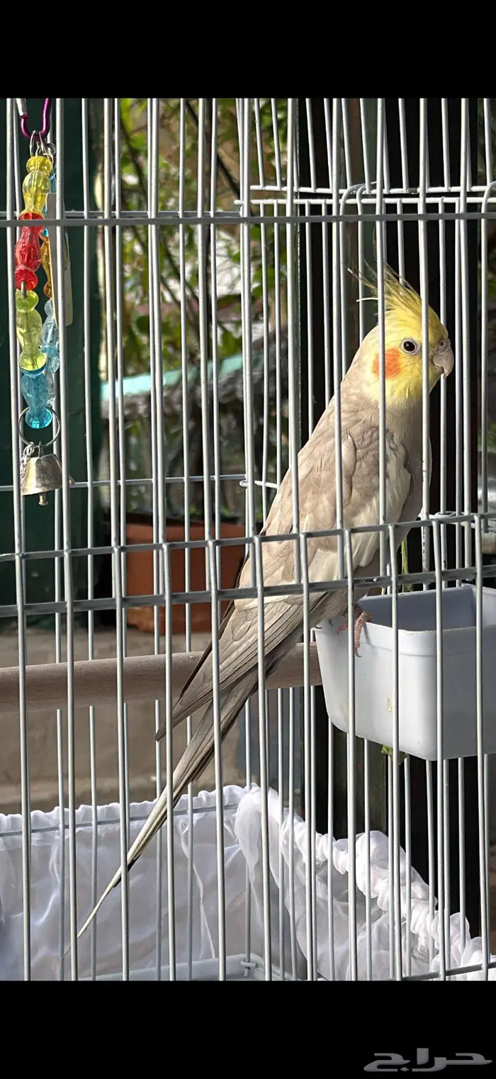 للبيع ذكر كروان تربيه اليف معه السلام عليكم وي وي بابا جا 0