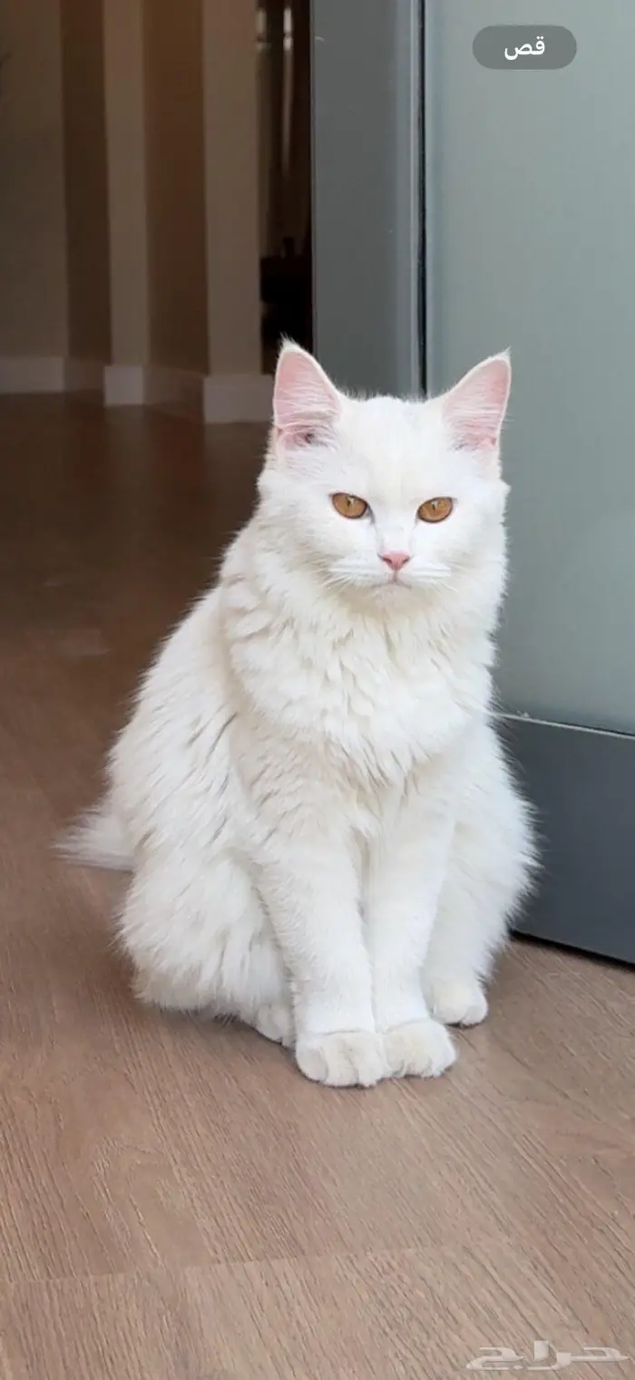 قط للتبني 1