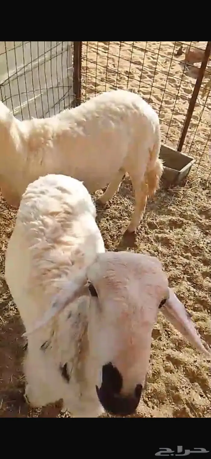 طليان حريات سمان شحم موقعها كبري لبخه 1