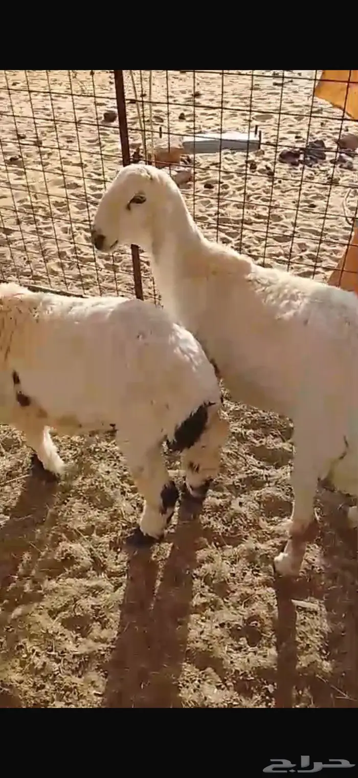 طليان حريات سمان شحم موقعها كبري لبخه 2