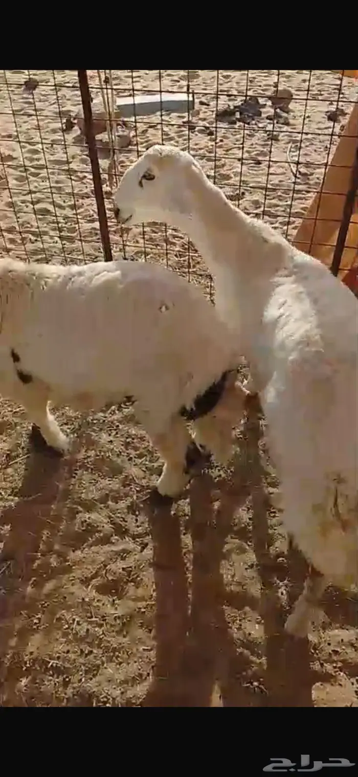 طليان حريات سمان شحم موقعها كبري لبخه 0