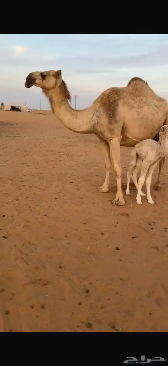 خلفه سنها شاق هديه شرط 0