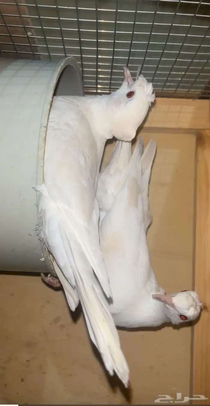 جوز حمام ياكريم البينو عاجي دبل كرست السعر 200 0