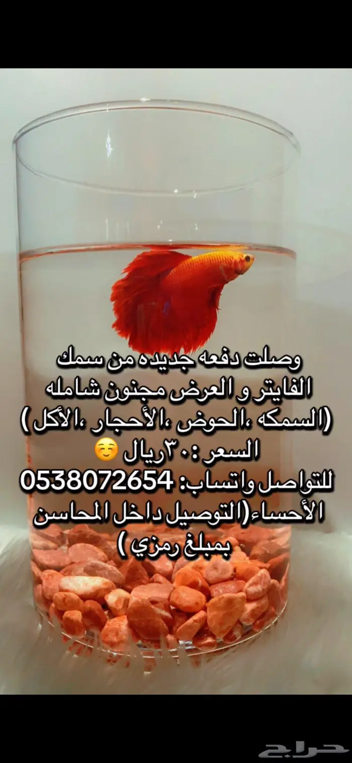 سمك فايتر بأرخص سعر 0