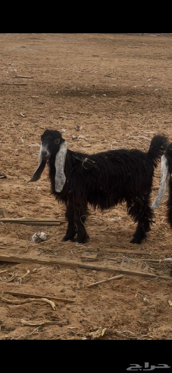 للبيع جفرة 0