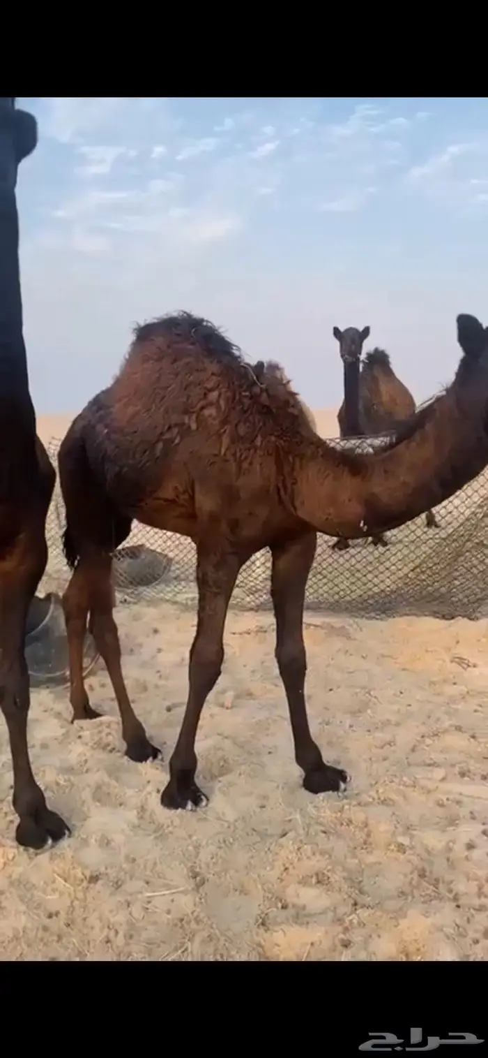 حشو سمان وتجمل 0