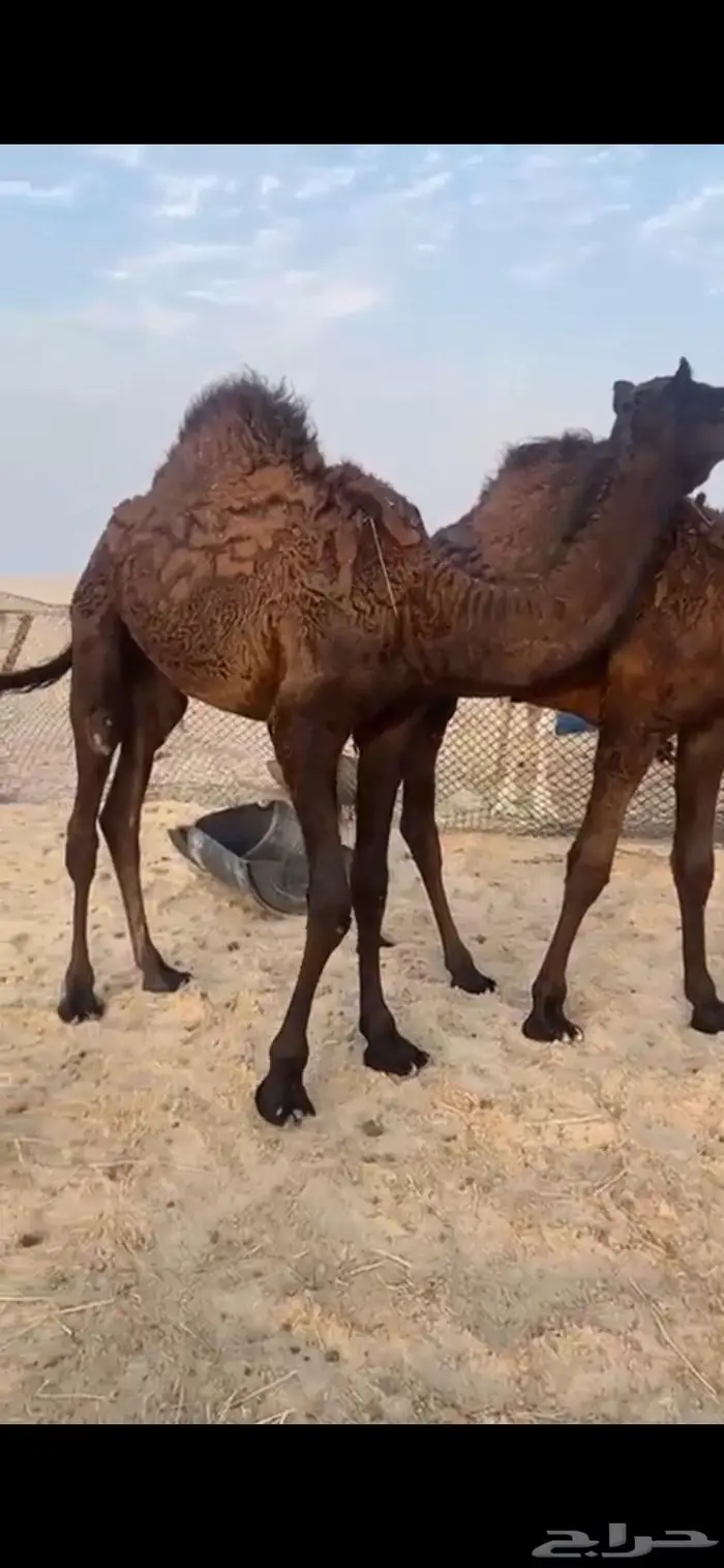 حشو سمان وتجمل 1