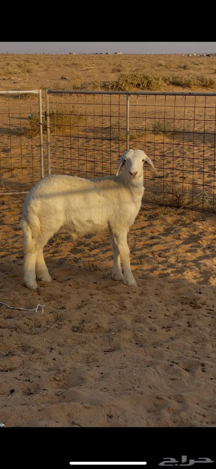 خروف للبيع 1