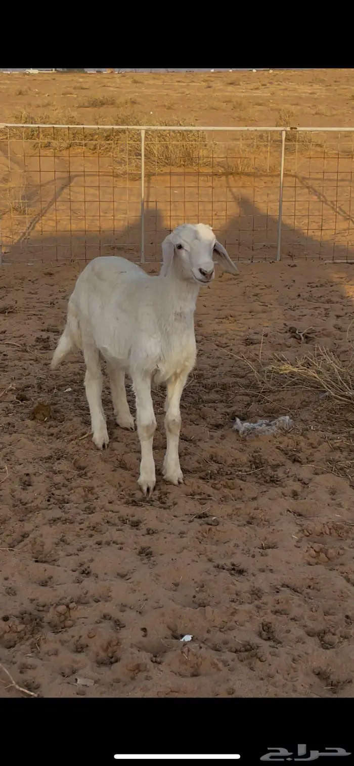 خروف للبيع 0