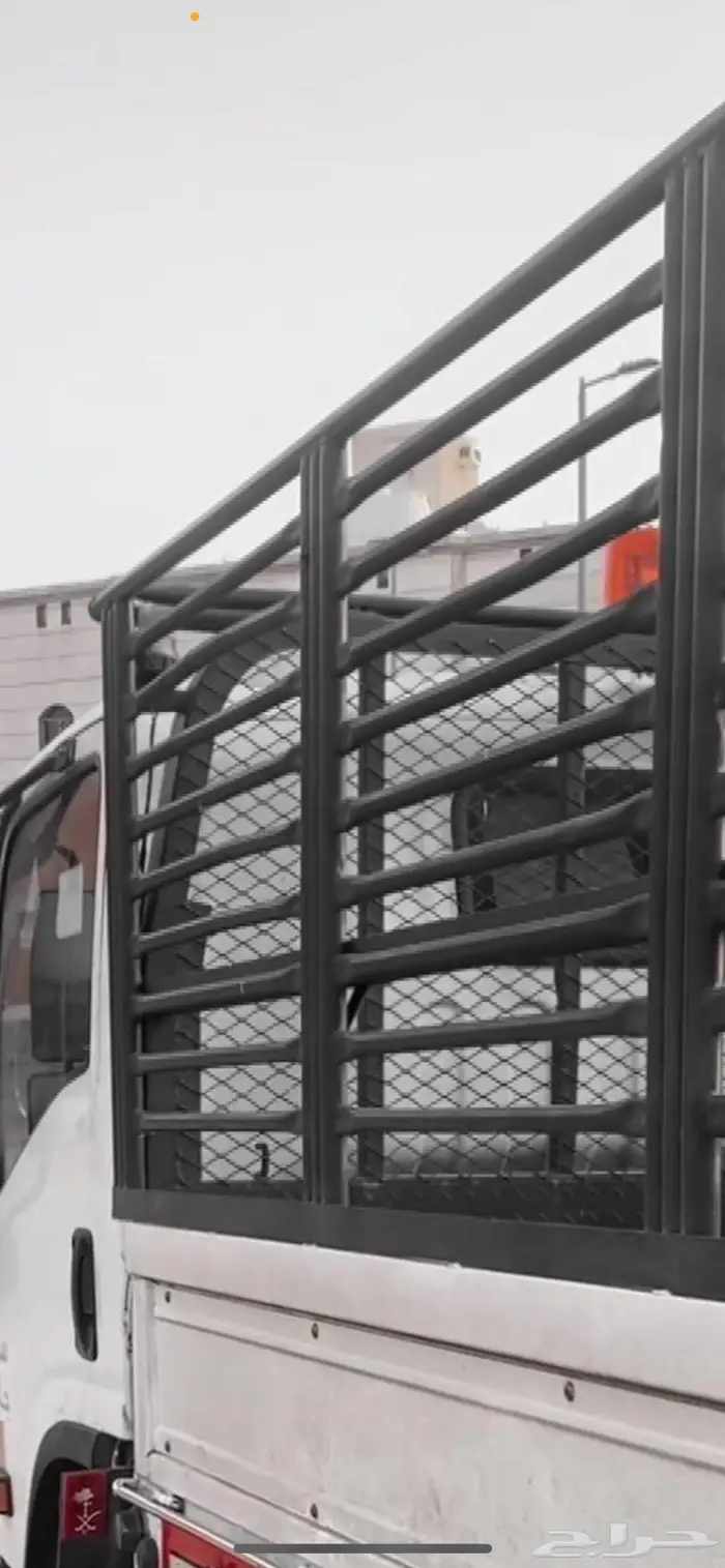 دينا المدينه 0