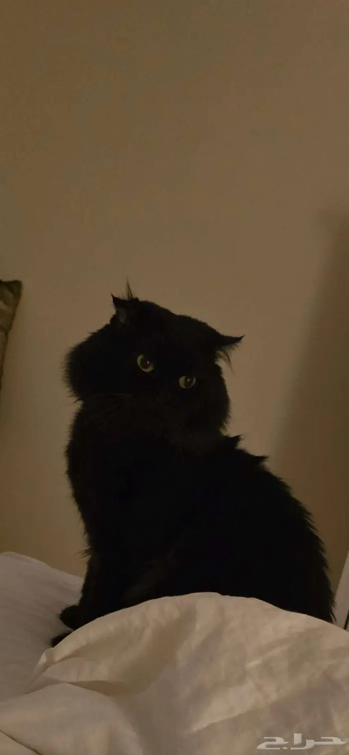 اعلان ضياع قط اسود شيرازي 1
