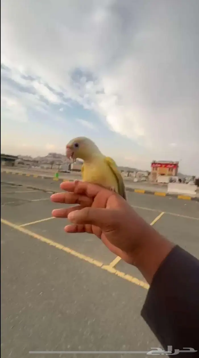 فرخ مون شيك 0