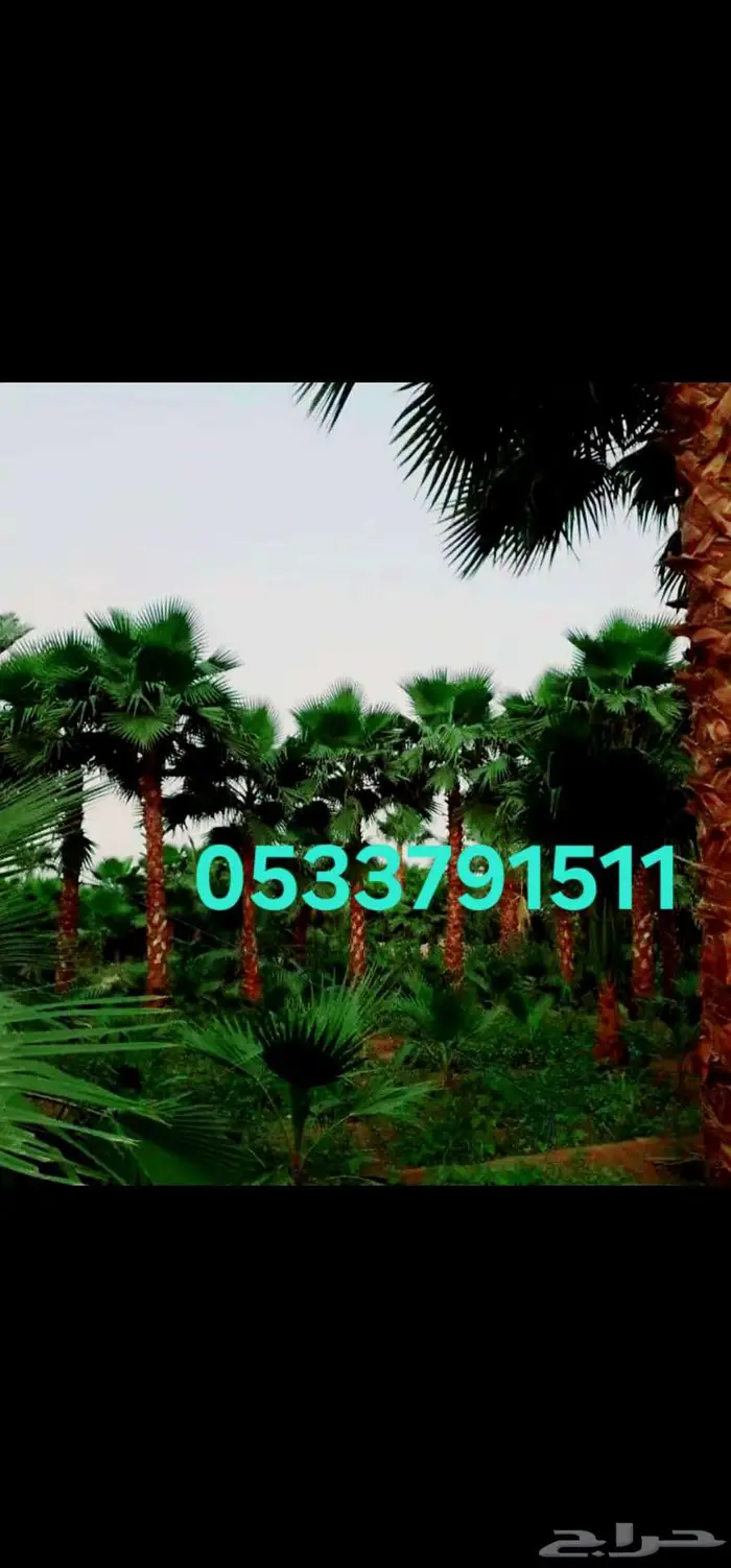 نخل واشنطني زينه واشنطونيا 3