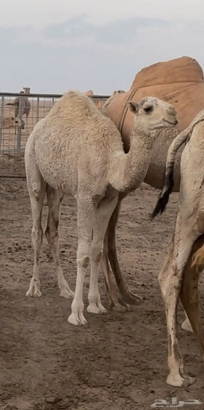 بكار للبيع على حليب 1