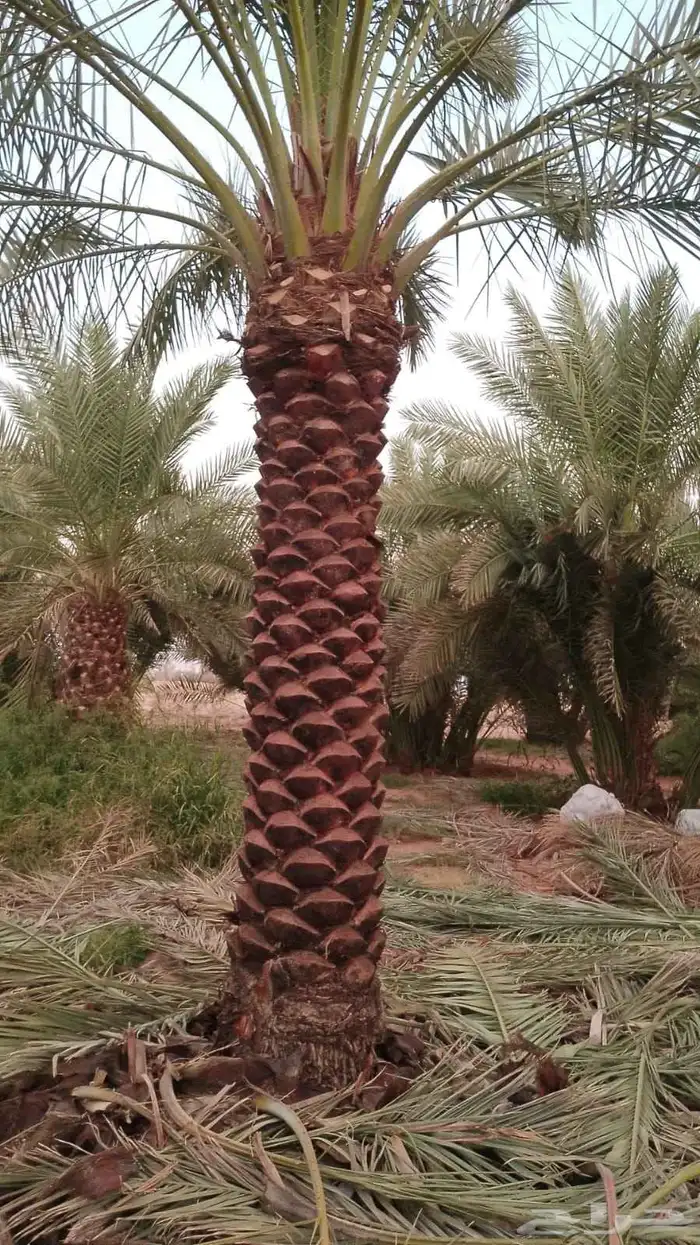 يوجد لدينا نخيل جميع الانواع وجميع المقاسات 1