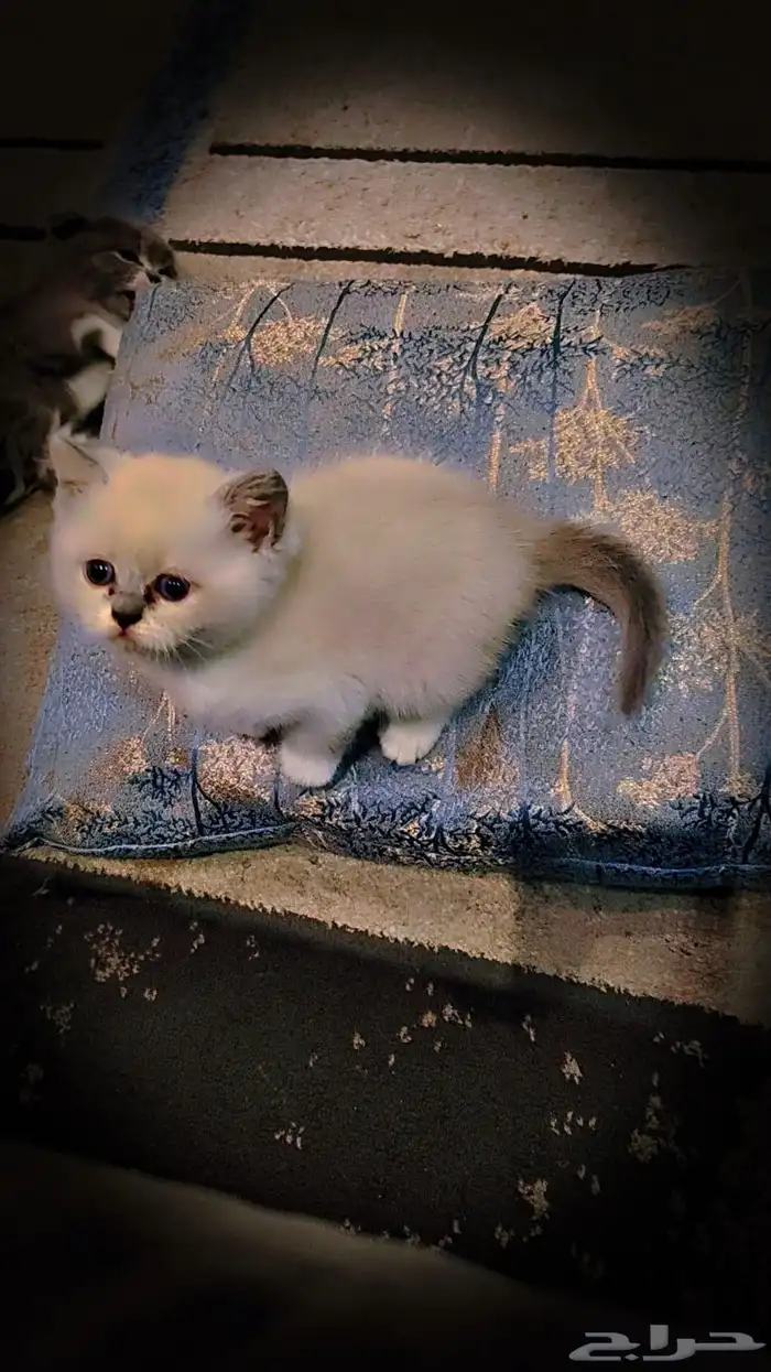 للبيع محبين كيتن سكوتش وراغدول العمر شهر واسبوع 6