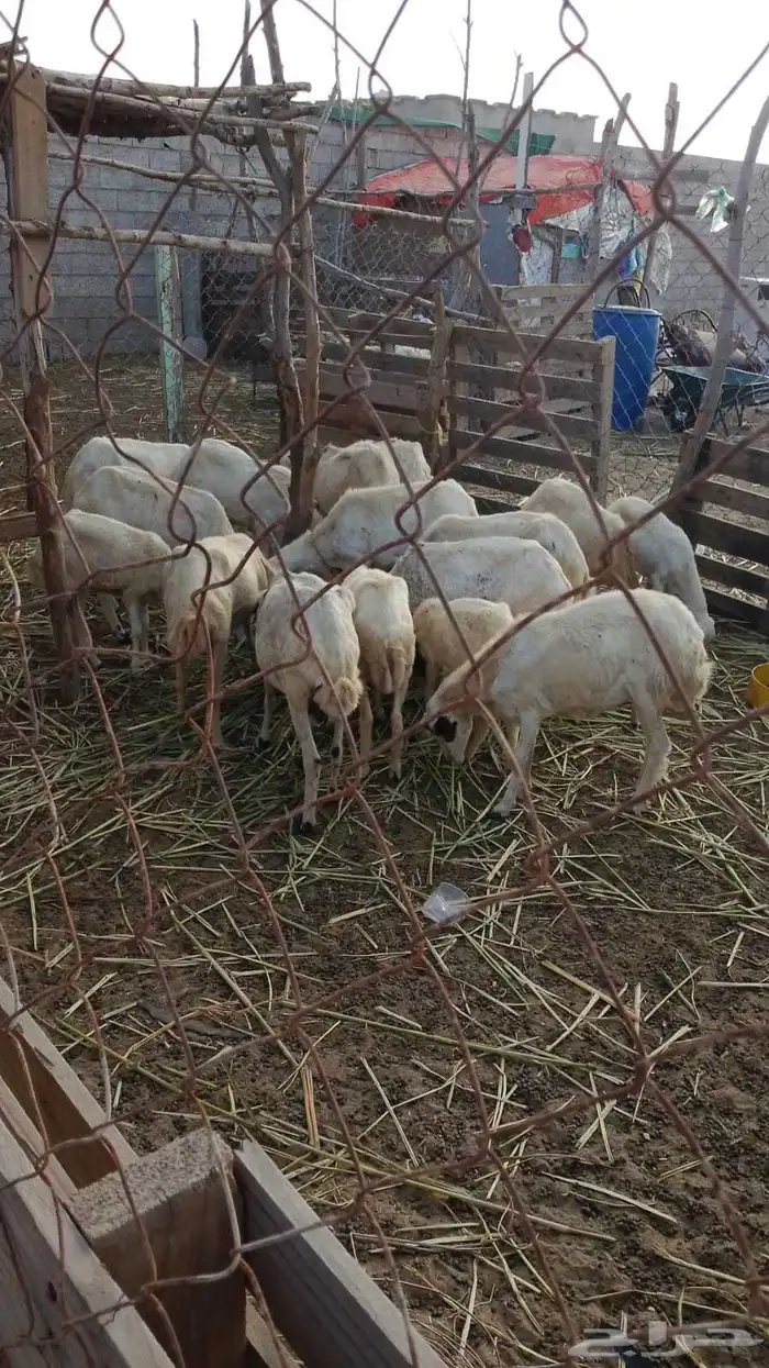 ضان للبيع العدد 20 كبير وصغير 0