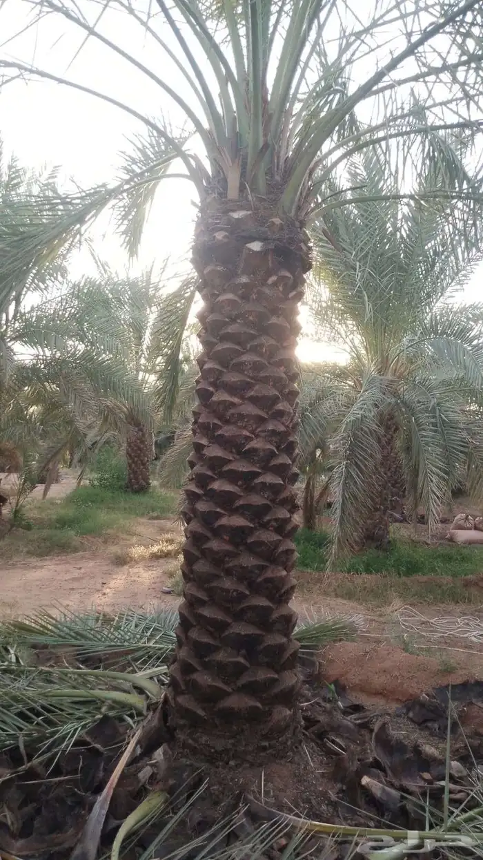 يوجد لدينا نخيل جميع الانواع وجميع المقاسات 3