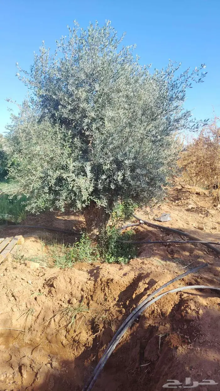 اشجار زيتون طبيعي ومثمرة اسعر خاصة للكميات 11