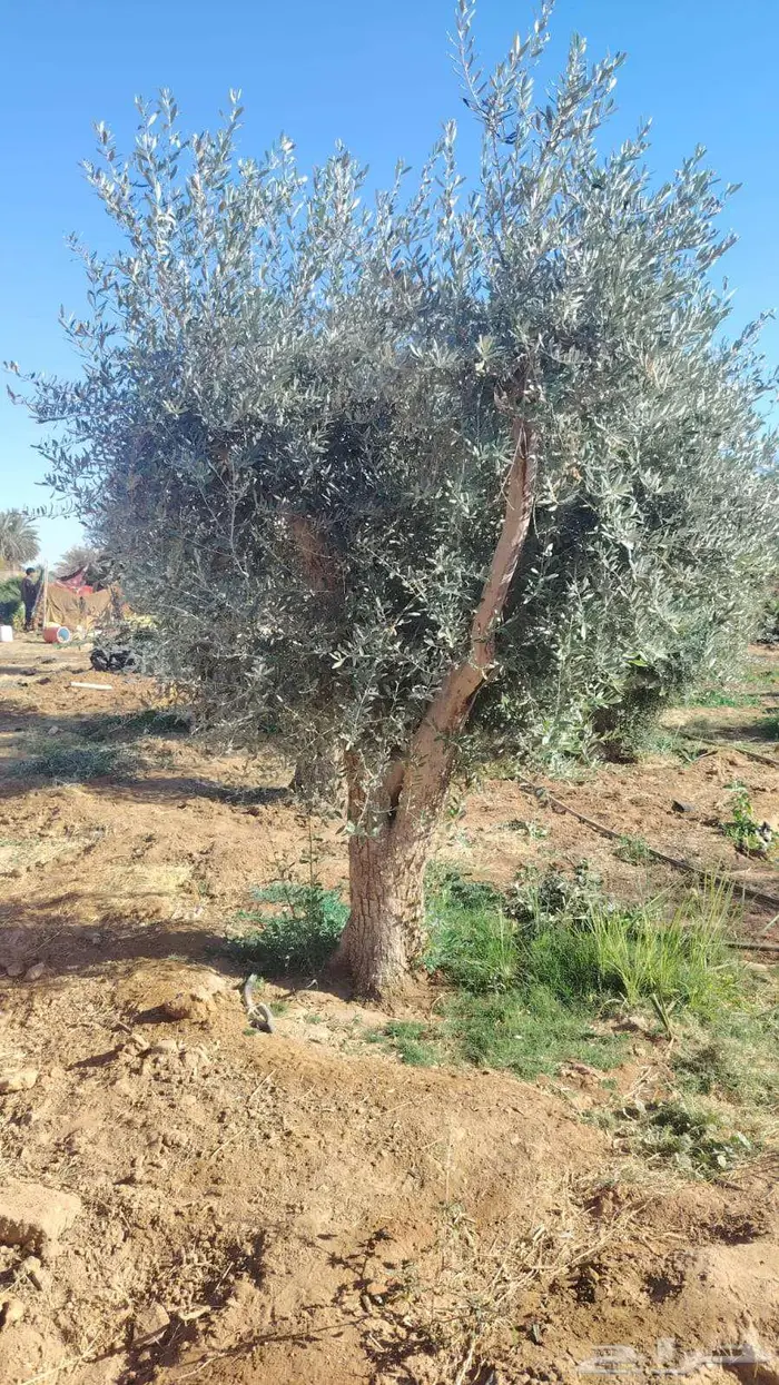 اشجار زيتون طبيعي ومثمرة اسعر خاصة للكميات 14
