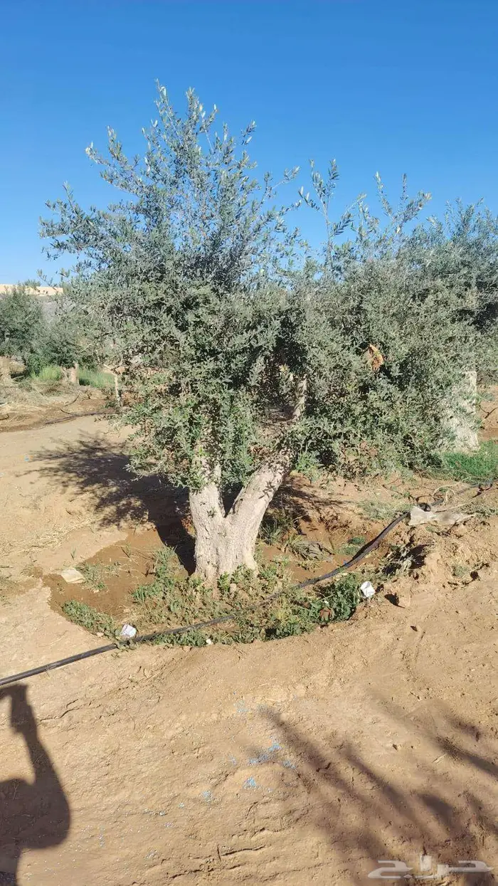 اشجار زيتون طبيعي ومثمرة اسعر خاصة للكميات 7