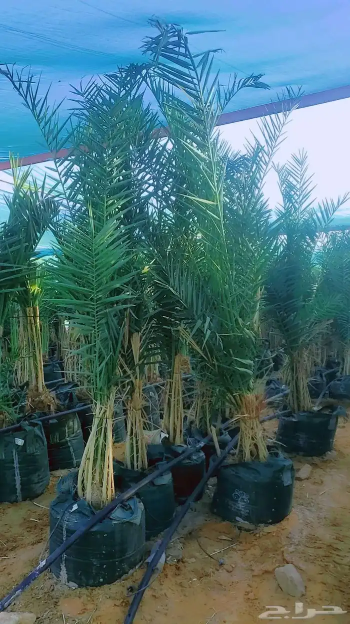نخيل للبيع 5
