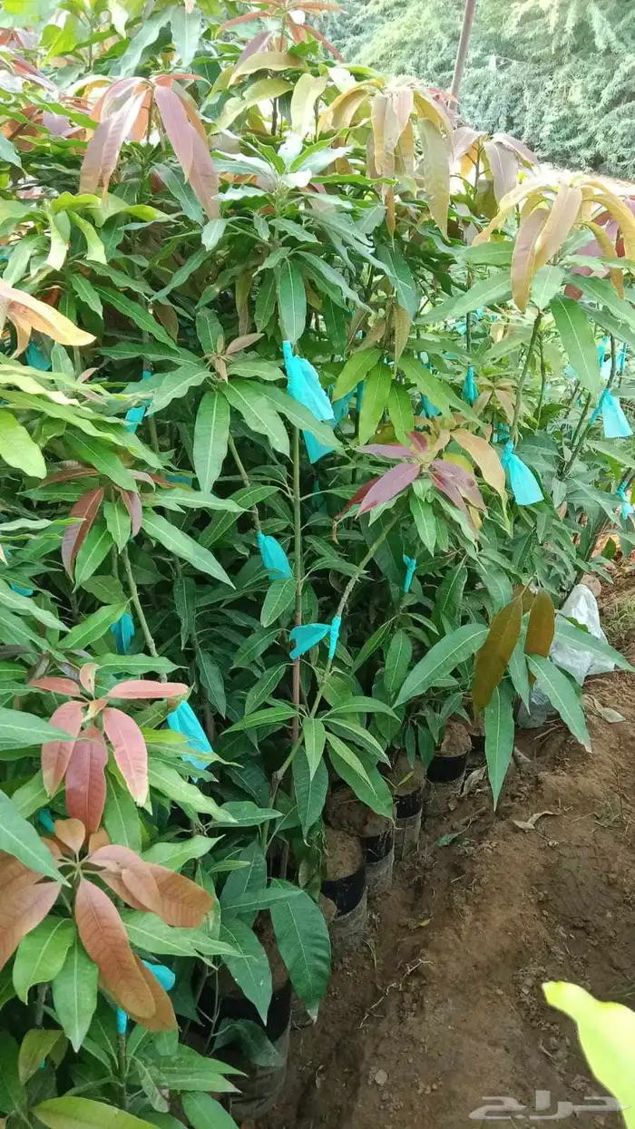 انوع الشتلات منجا 5