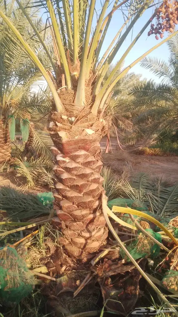يوجد لدينا نخيل جميع الانواع وجميع المقاسات 6