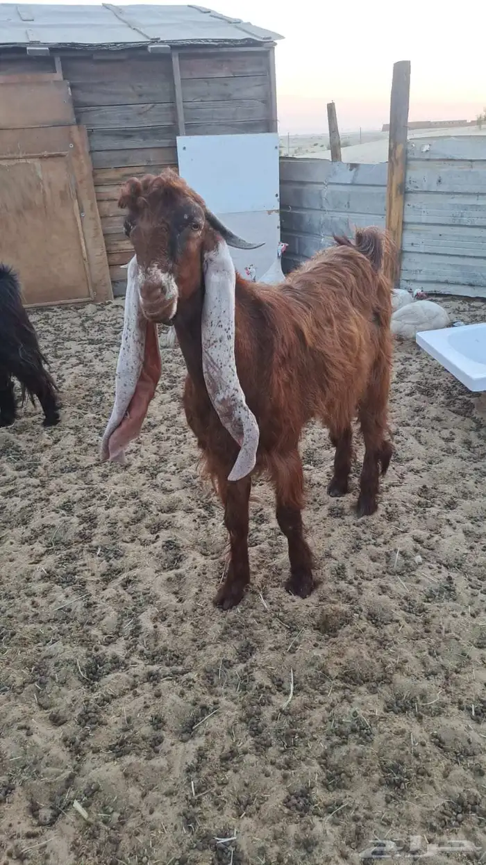 فحل جذع مشروك 2