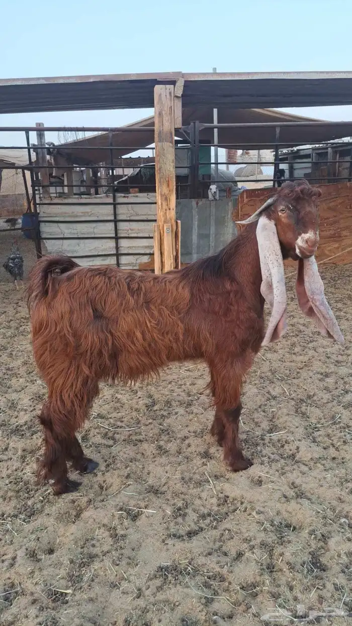 فحل جذع مشروك 1