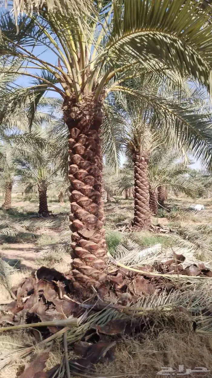 يوجد لدينا نخيل جميع الانواع وجميع المقاسات 4