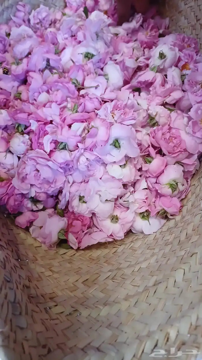 ورد  طايفي _ومنتجاته 2