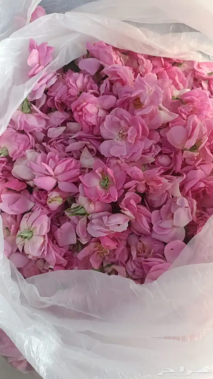 ورد  طايفي _ومنتجاته 0