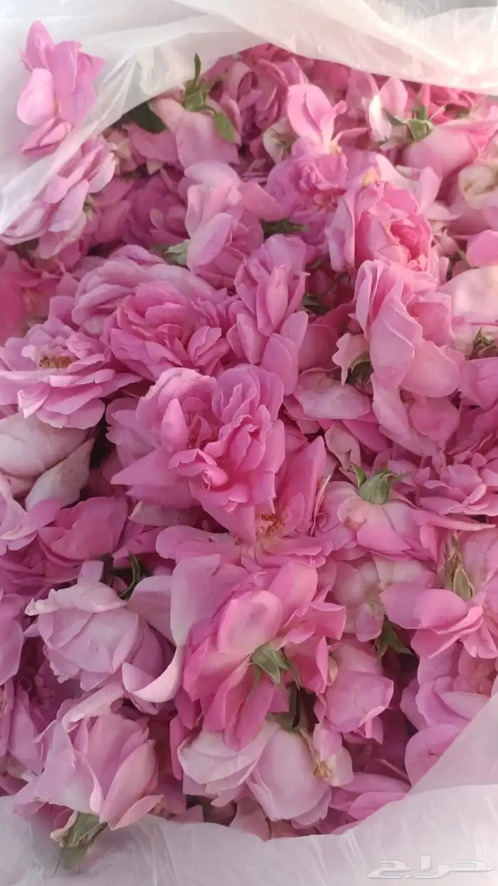 ورد  طايفي _ومنتجاته 1