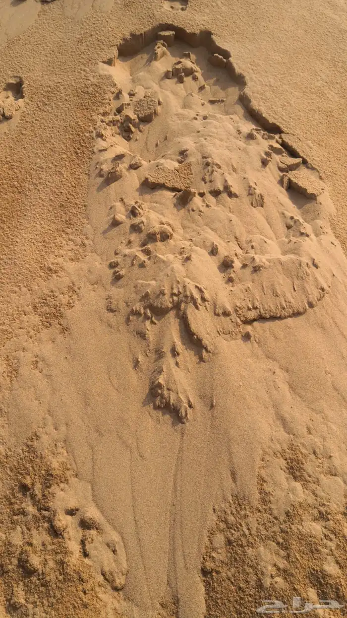 رمل احمر الفريش 0