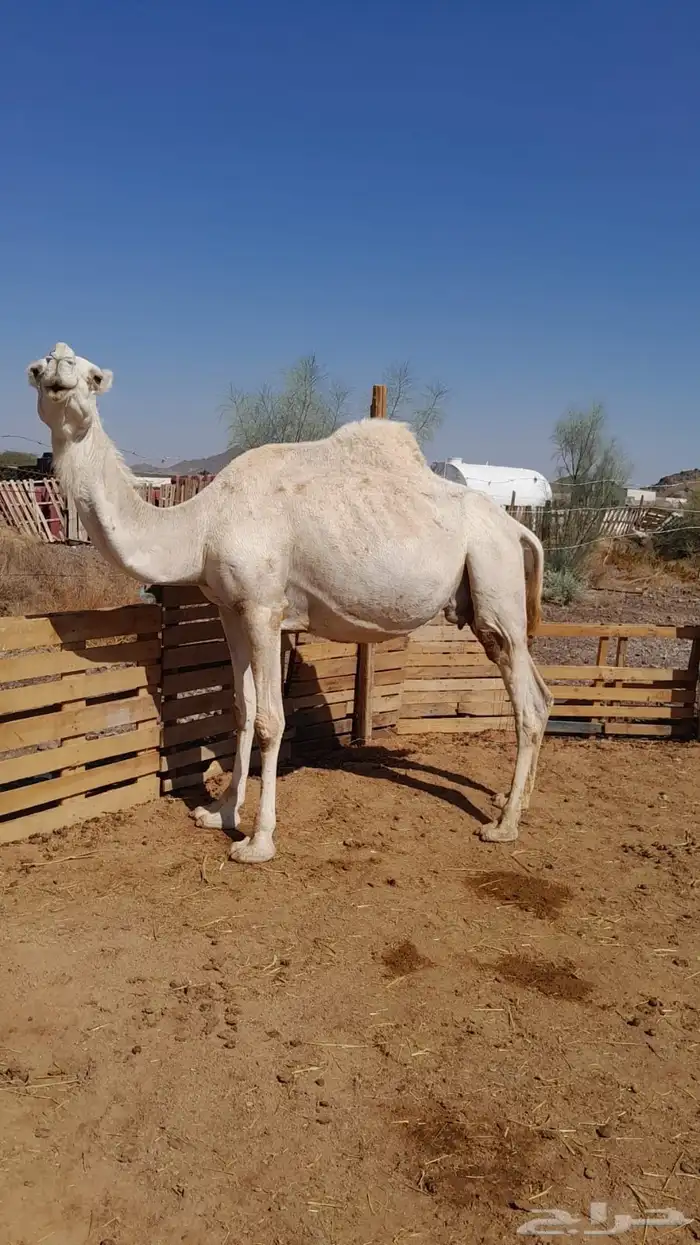 لقحه وضحا موطي 0