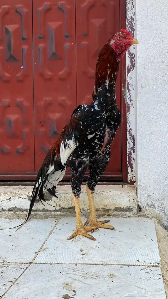 ديك سندي بيور 0