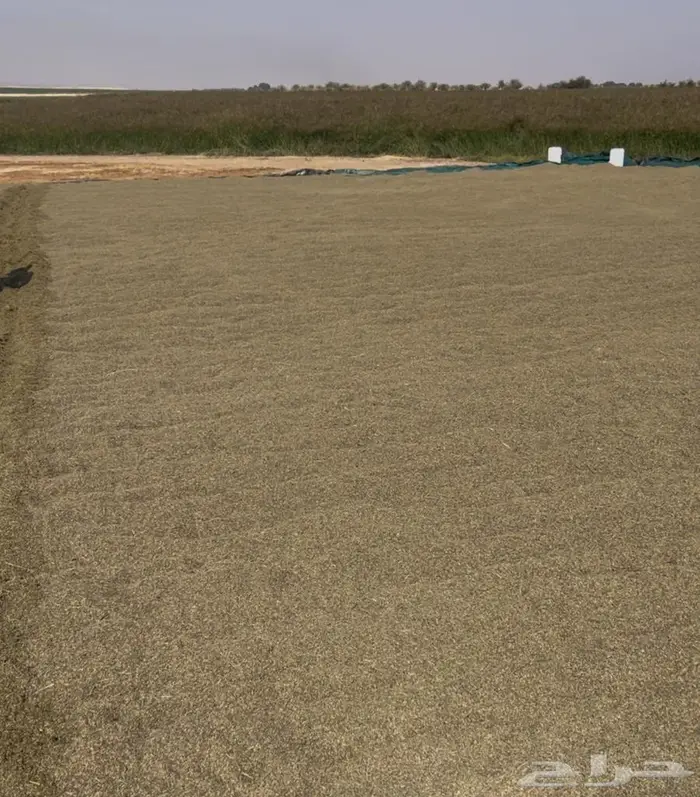 بذر رودس وطني جديد 1