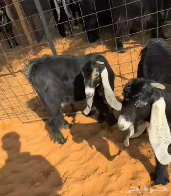 جذعتين وتيس كفو صنف معرفه تعاريف قويه 0