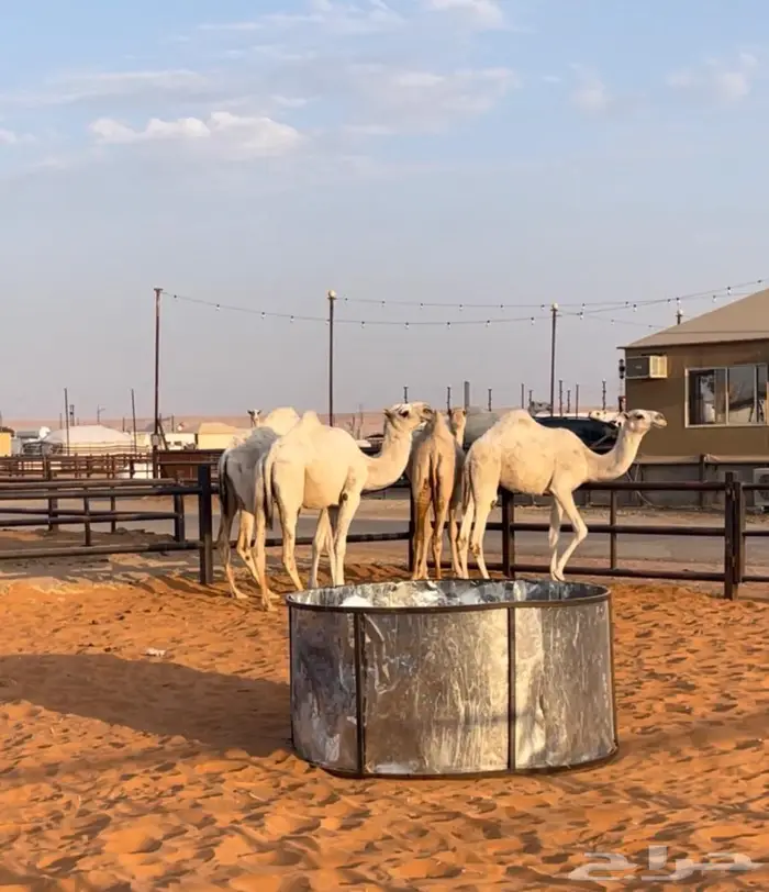 3 لقايا وحقه سلاله الهدب 1