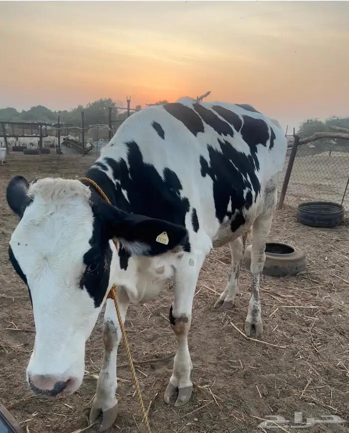 بقره هولندي 1