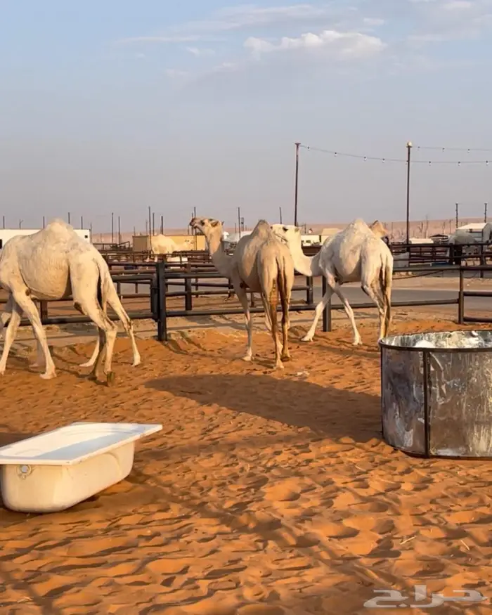 3 لقايا وحقه سلاله الهدب 8