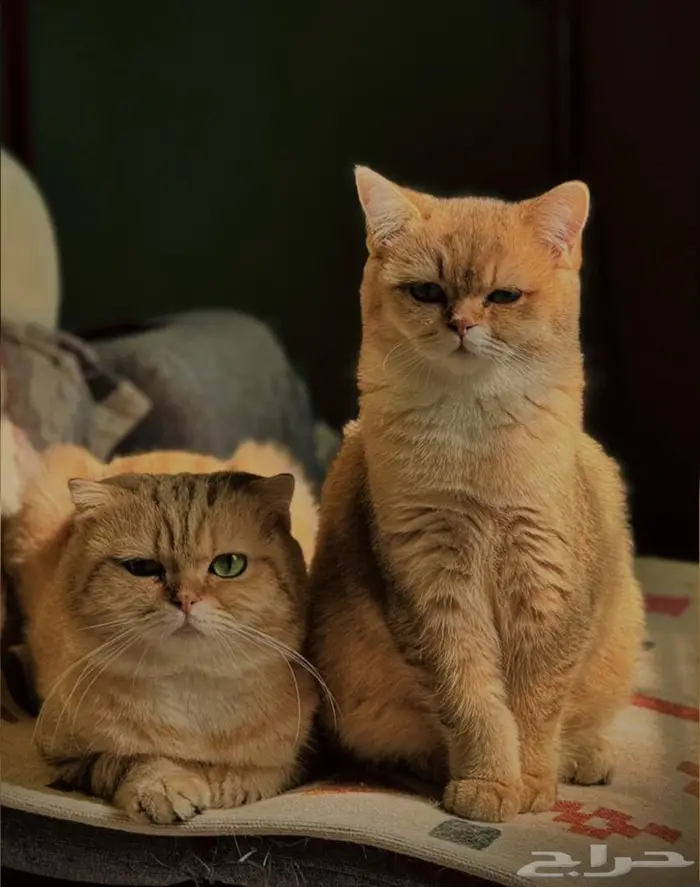 سكوتش فولد 4