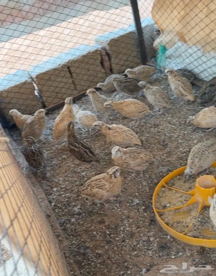 سمان كريمي و عايدي بشاير و امهات منتجه 0