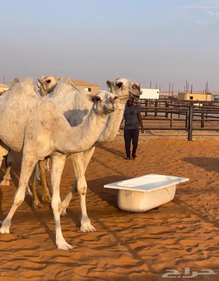 3 لقايا وحقه سلاله الهدب 2