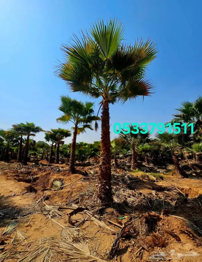 نخل واشنطني زينه واشنطونيا 5