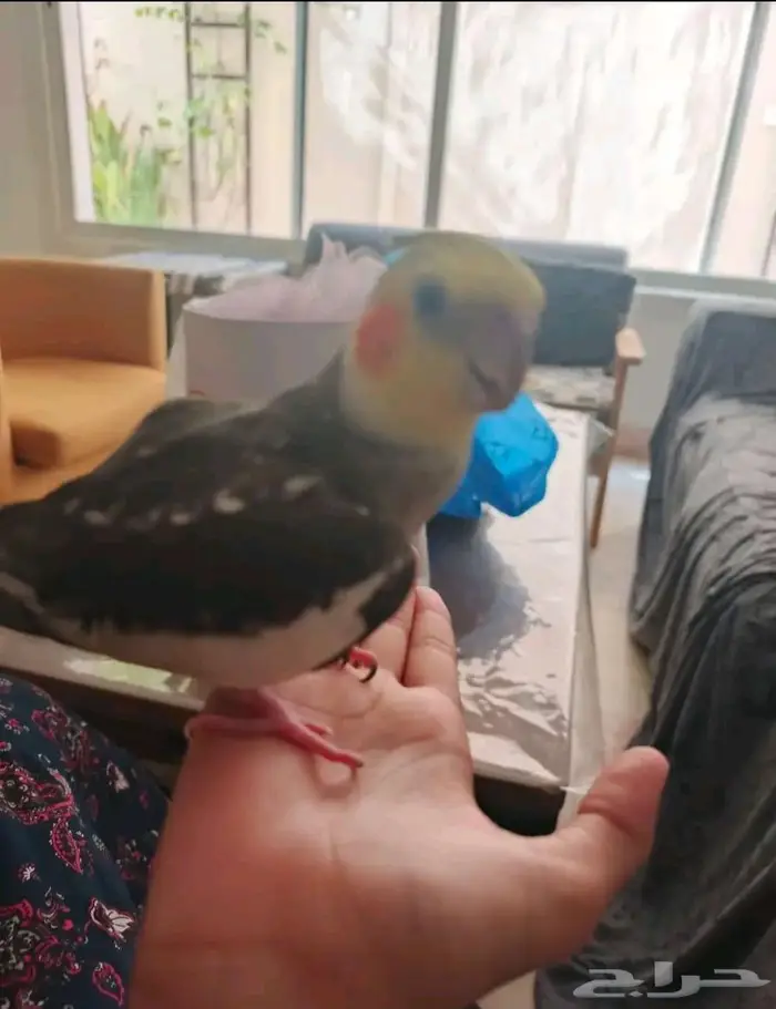 كروان هدد لعوب 1