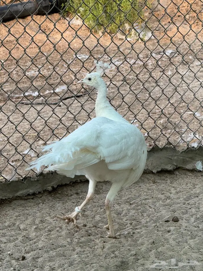 ذكور طاؤوس منتجه 1